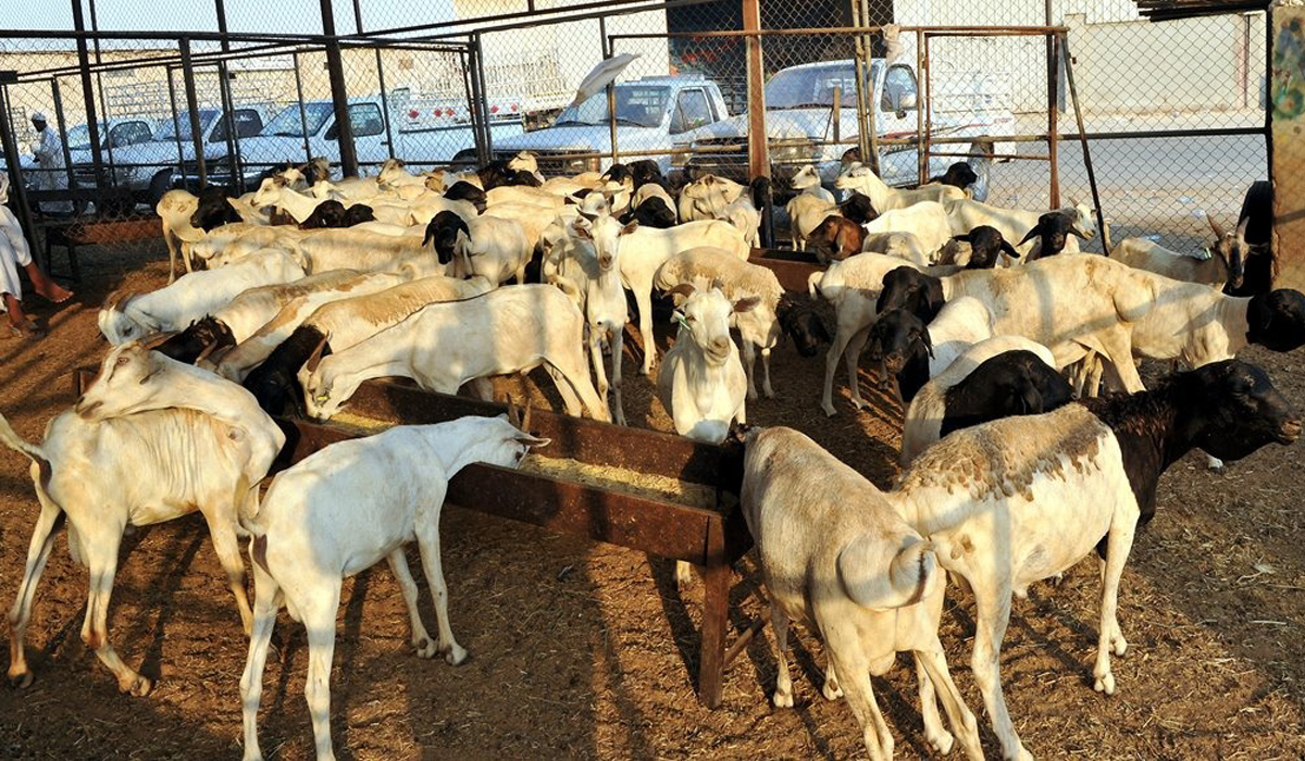 MOCI announces Ramadan lamb meat prices initiative